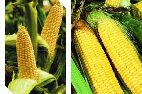 Кукуруза: 10 лучших сахарных сортов, особенности выращивания