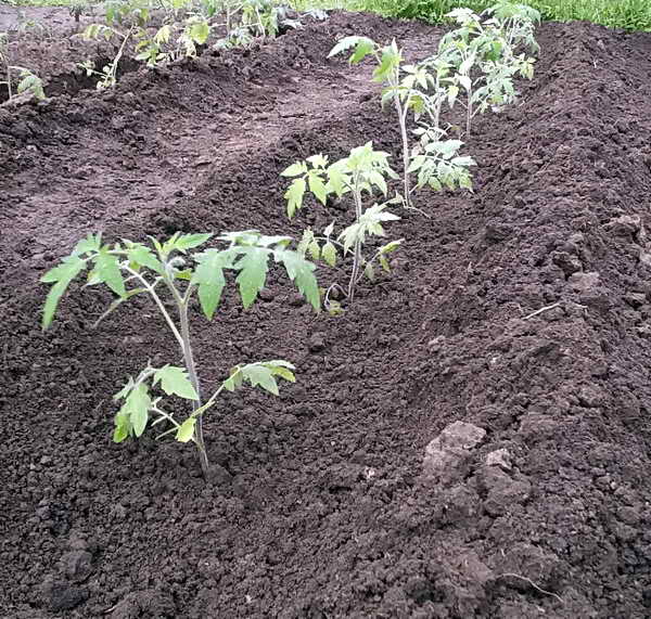 Посадка помидоров в открытый грунт: когда и как правильно высаживать — как сажать помидоры в открытый грунт