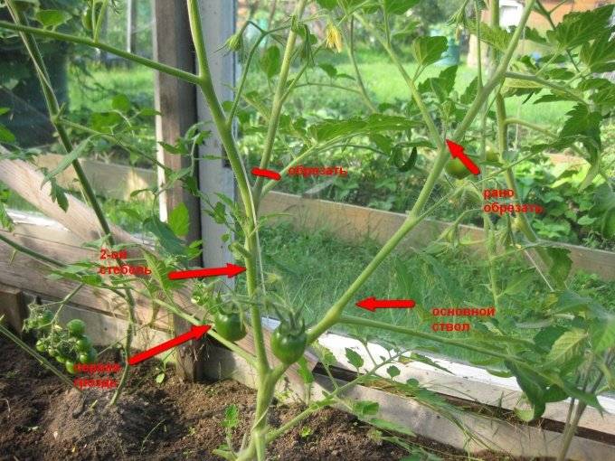 Три, два, один: как, когда и зачем необходимо правильно формировать помидоры, выращиваемые в открытом грунте или в теплице