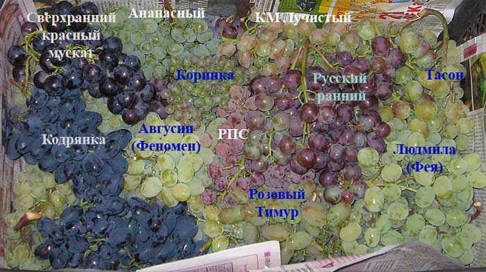 Описание винограда сорта мукузани, правила посадки и ухода