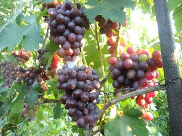 Виноград низина: описание сорта, фото, посадка и уход