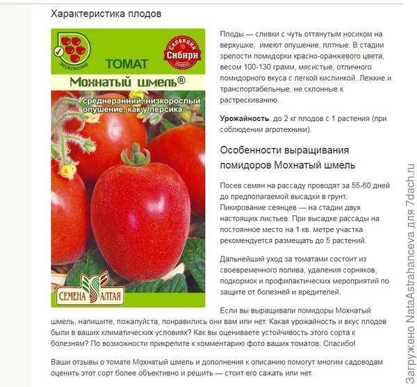 Сорт томатов каспар, описание с фото, характеристика и отзывы, а также особенности выращивания