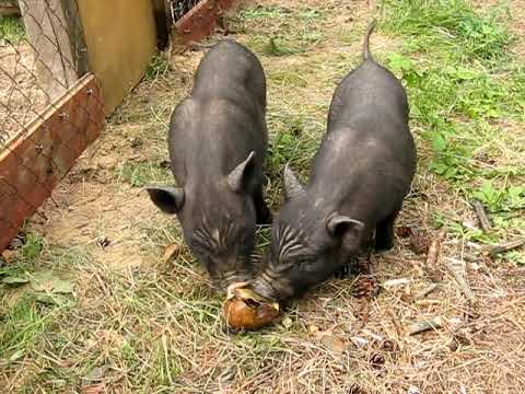 Можно ли кормить свиней сырой картошкой и как правильно это делать