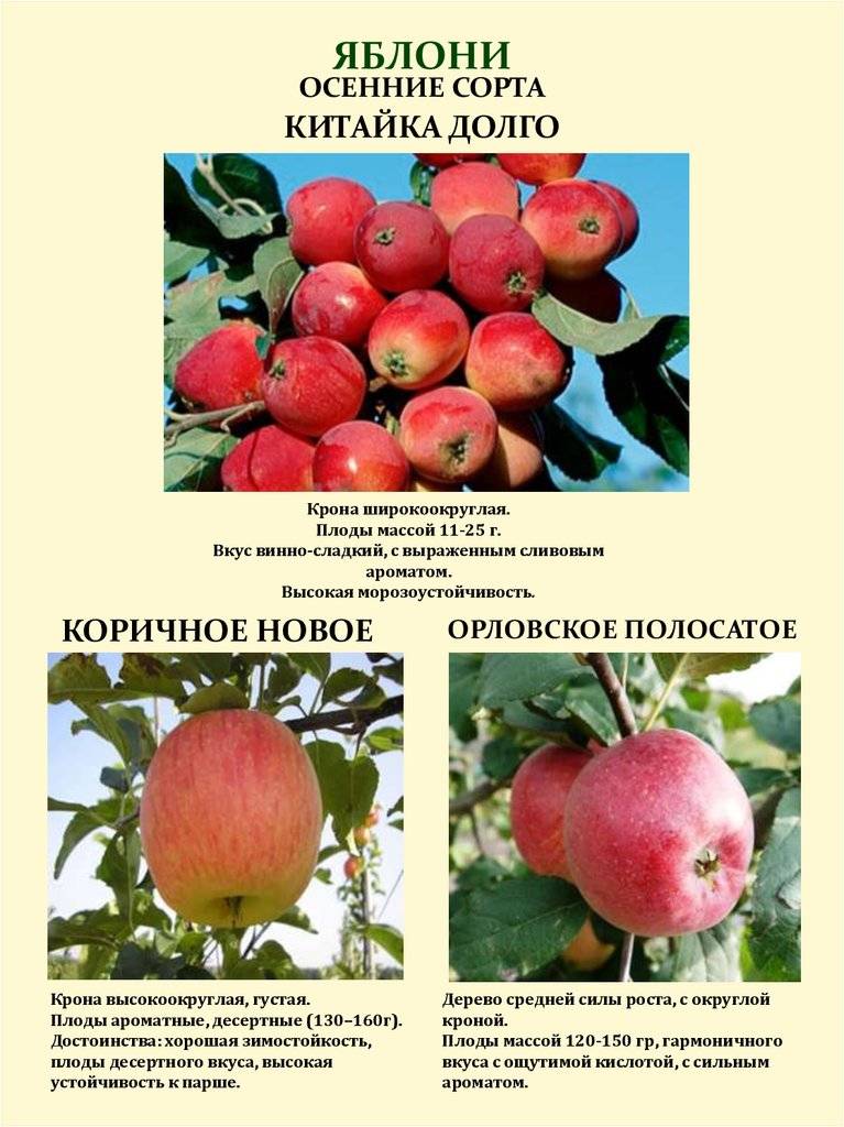 Яблоня услада: описание и характеристики сорта, тонкости выращивания, отзывы