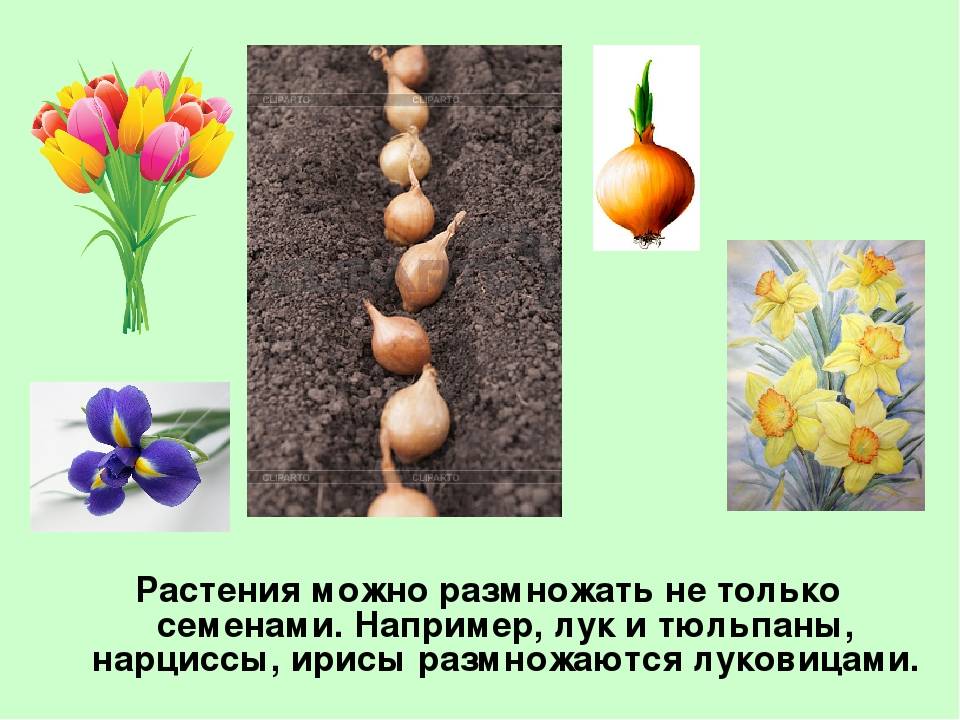 Когда сажать тюльпаны в открытый грунт.схема посадки: глубина, расстояние между луковицами