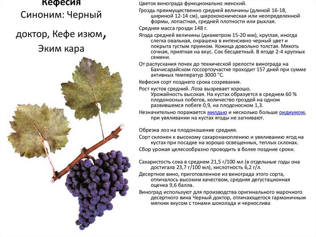 Виноград мукузани: описание сорта, правила агротехники