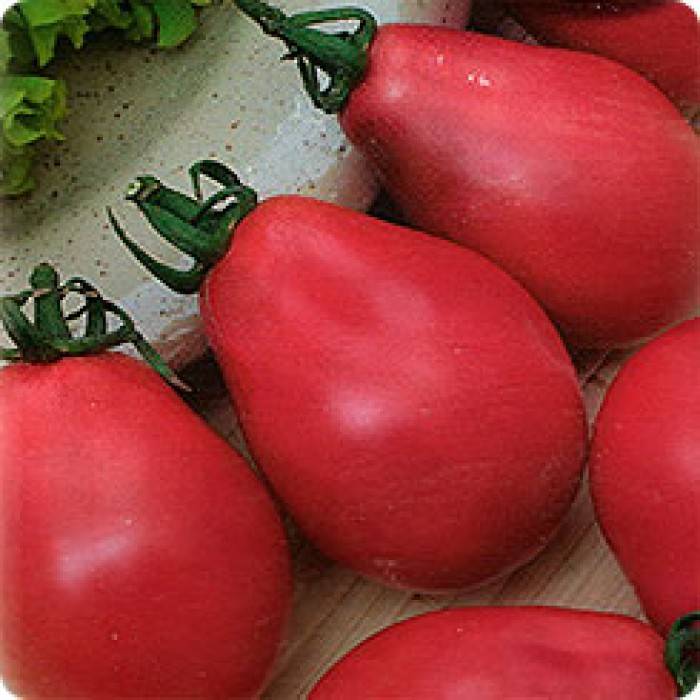Томата "груша розовая": характеристика и описание сорта помидор с фото, отзывы об урожайности