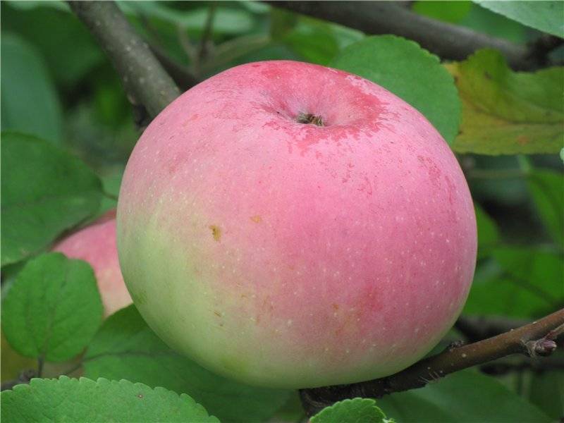 Яблоня сласть алая: особенности сорта и ухода