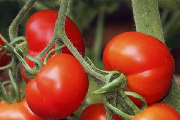 Томат ранний 83: характеристика и описание сорта, особенности выращивания - все о помидорках