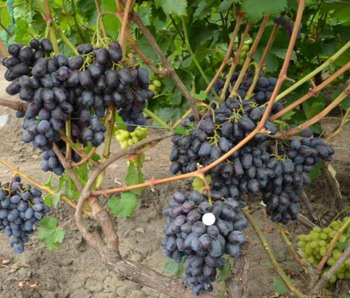 Виноград лорано: описание сорта, выращивание, фото, отзывы