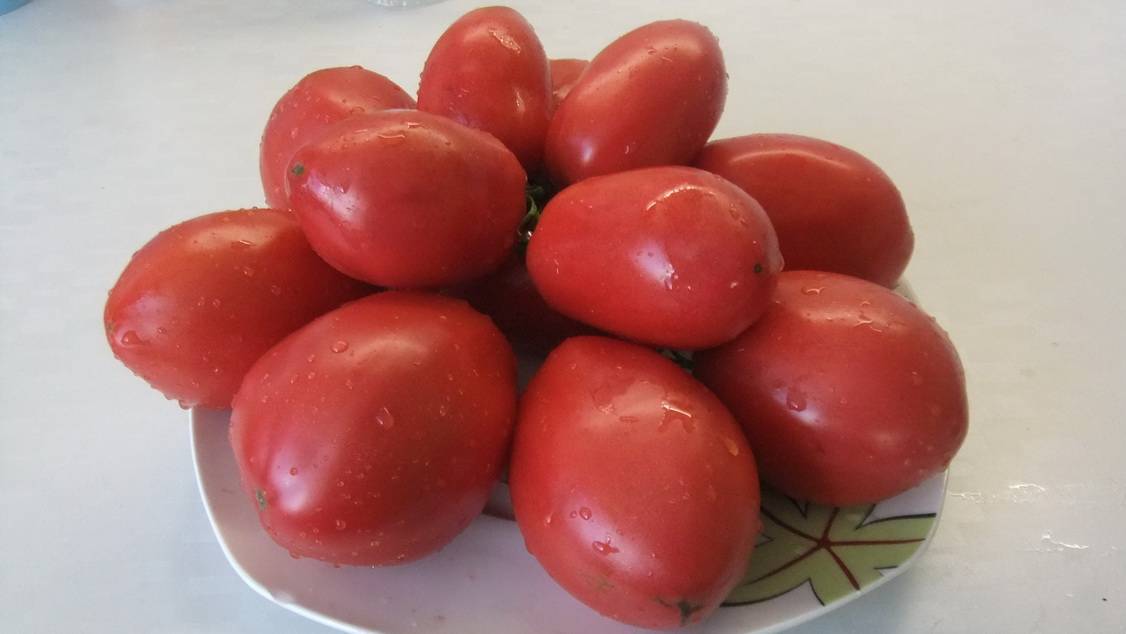 Один из лучших розовых сортов — томат бычки минусинские: описание и советы по выращиванию