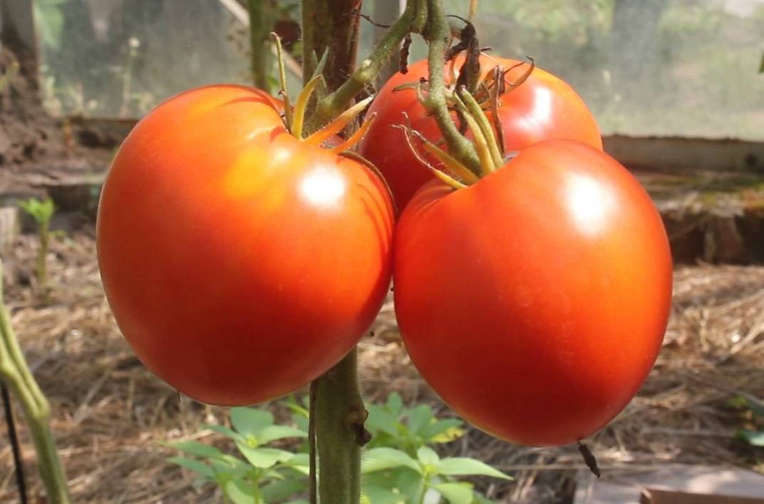 «орлиное сердце» — красивый и огромный томат