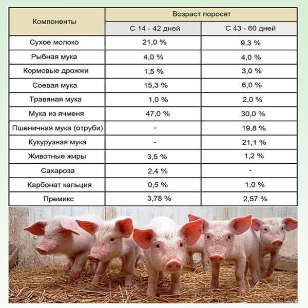 Рацион кормящих свиноматок – на что обратить внимание — agroxxi