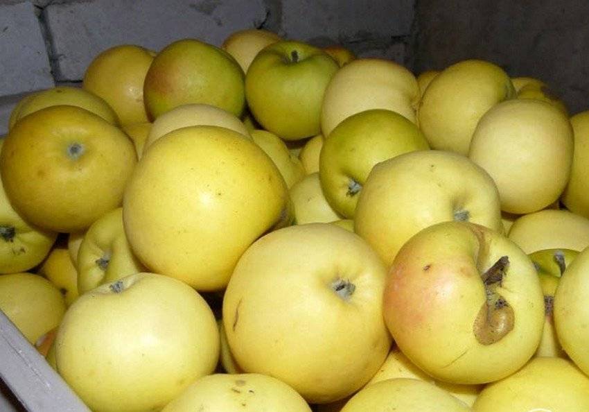 Сорт яблок боровинка: описание сорта и фото, основные характеристики selo.guru — интернет портал о сельском хозяйстве