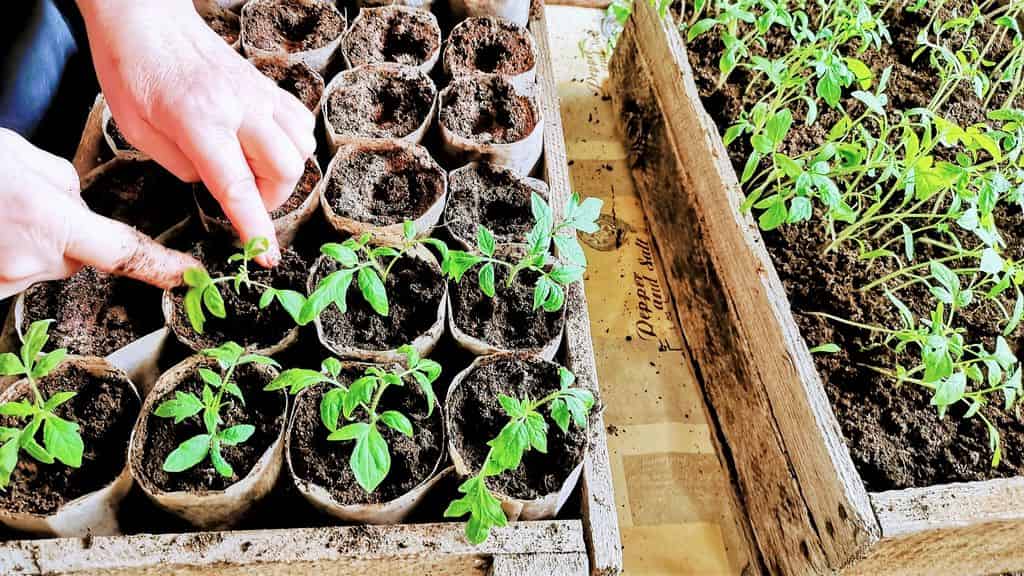 Выращиваем рассаду томатов в улитке и пеленке без пикировки и земли - как высаживать в грунт