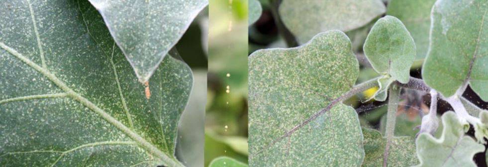 Топ опасных насекомых-вредителей сои в амурской области -  фитосанитарный прогноз на 2020 год — agroxxi