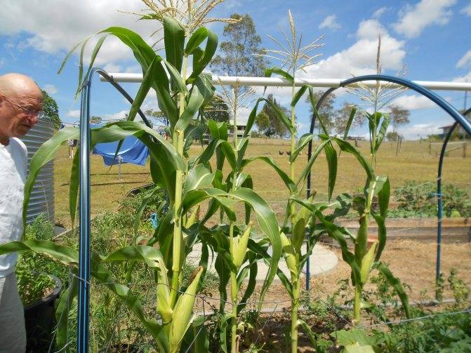 Когда и как сажать кукурузу в открытый грунт семенами и рассадой: правила ухода и выращивания