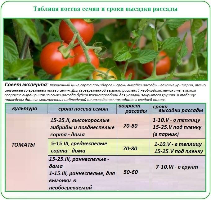 Как сажать рассаду томатов в открытый грунт: мгновенное решение