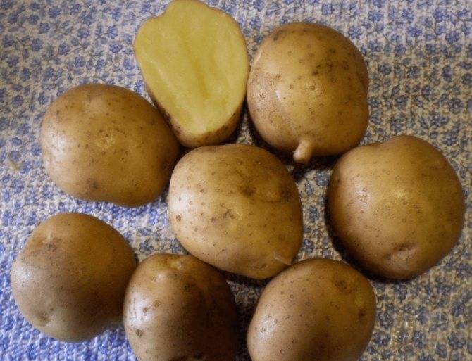 Картофель каратоп: описание сорта и характеристика, посадка и уход, отзывы с фото