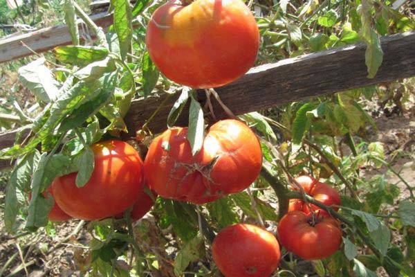 Выносливый, устойчивый к заболеваниям сорт томата русская душа — описание и характеристики