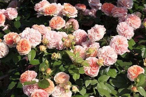 Эффектная роза чиппендейл в дизайне сада: руководство по выращиванию