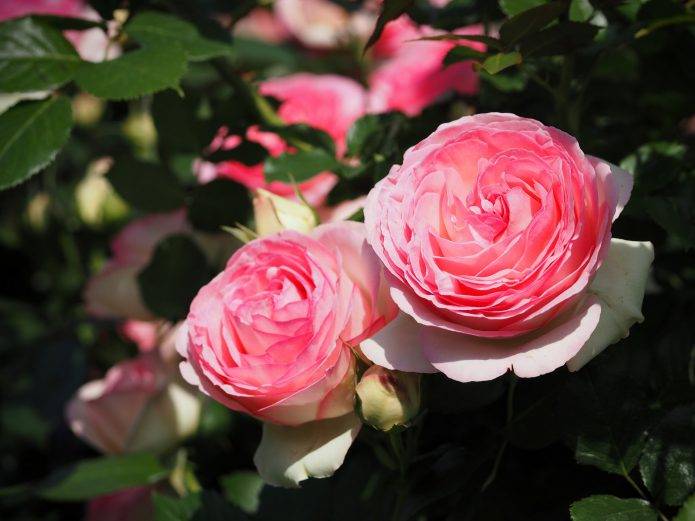 Плетистая роза «пьер де ронсар»: описание сорта, особенности посадки и ухода