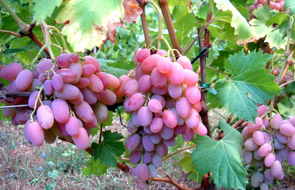 Виноград "рубиновый юбилей": описание сорта, фото, отзывы