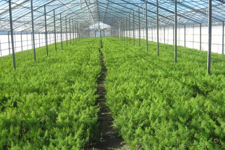 Выращивание кинзы в теплице | огородник