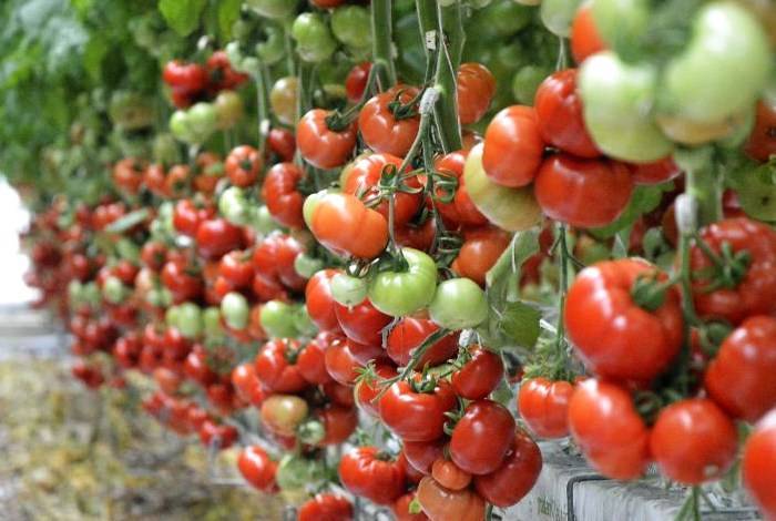 Описание сорта томата транс новинка, его характеристика и урожайность