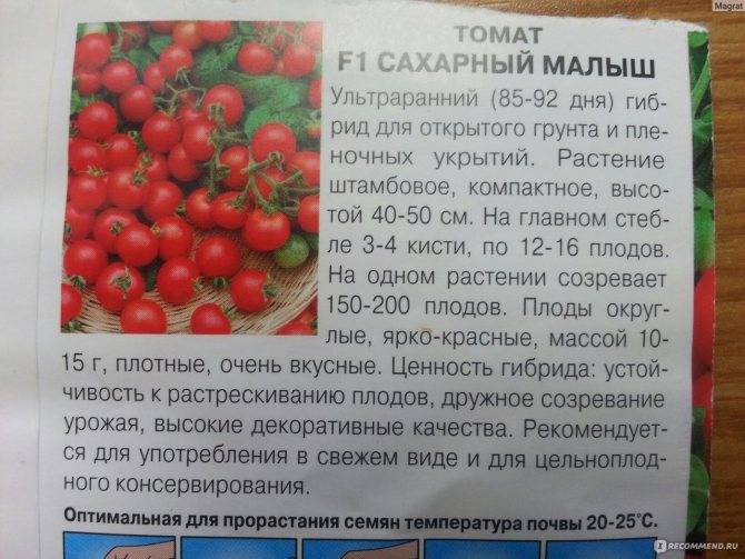 Сорт томатов “тамара”: характеристика и описание