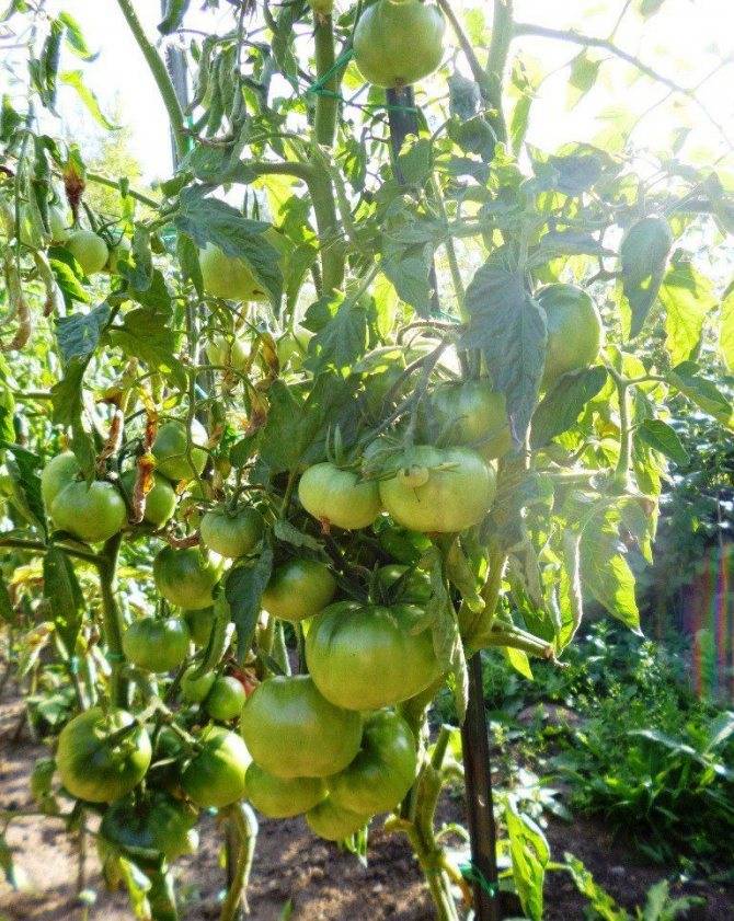 Томат мальва f1: описание, отзывы огородников с опытом, преимущества и недостатки сорта, нюансы его выращивания