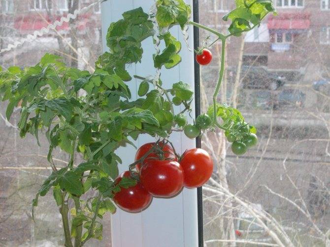 Как вырастить помидоры черри на подоконнике и на балконе