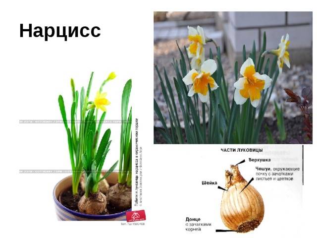 Нарцисс маунт худ: описание сорта и характеристики, посадка и уход
