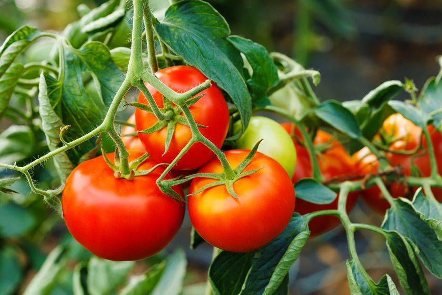О томате морозко: описание сорта, характеристики помидоров, посев