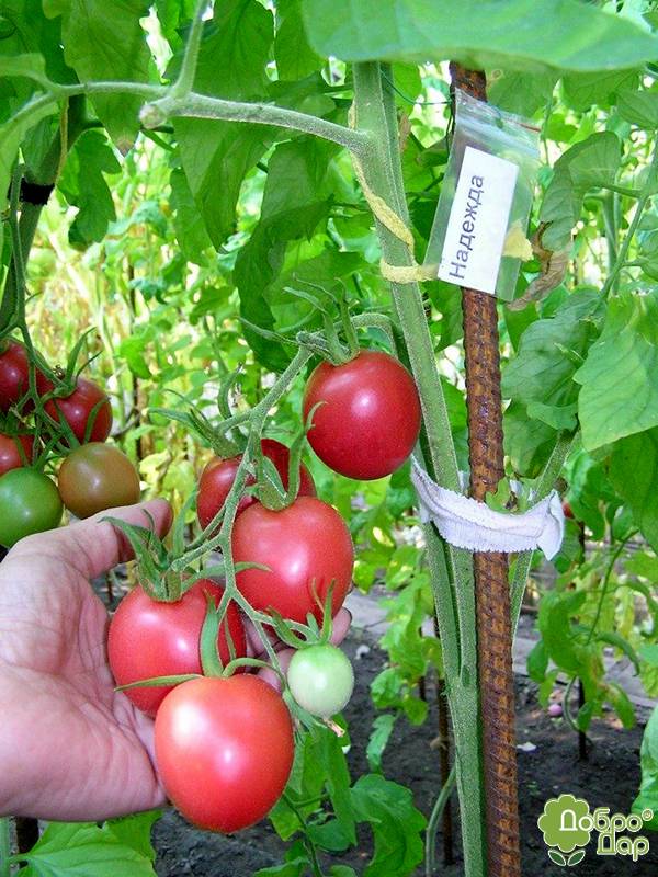 Сорт томатов надежда f1: фото, описание и уход