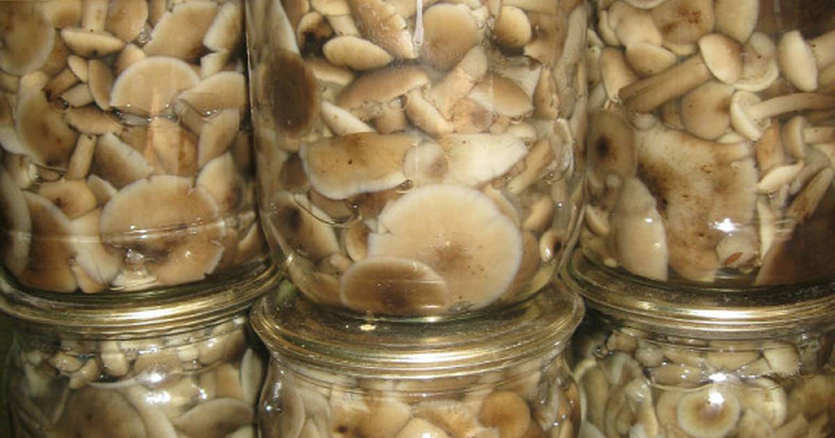 Засолка осенних и пеньковых грибов опят холодным способом: видео-рецепты заготовок на зиму
