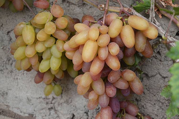 Описание винограда сорта рошфор, особенности посадки и ухода