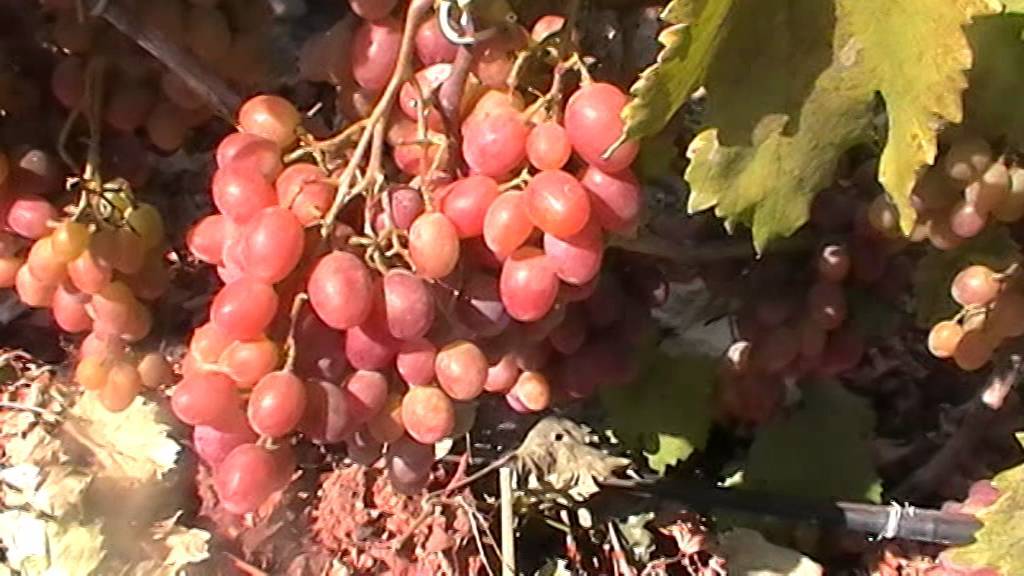 Виноград рубиновый юбилей: описание, основные характеристики