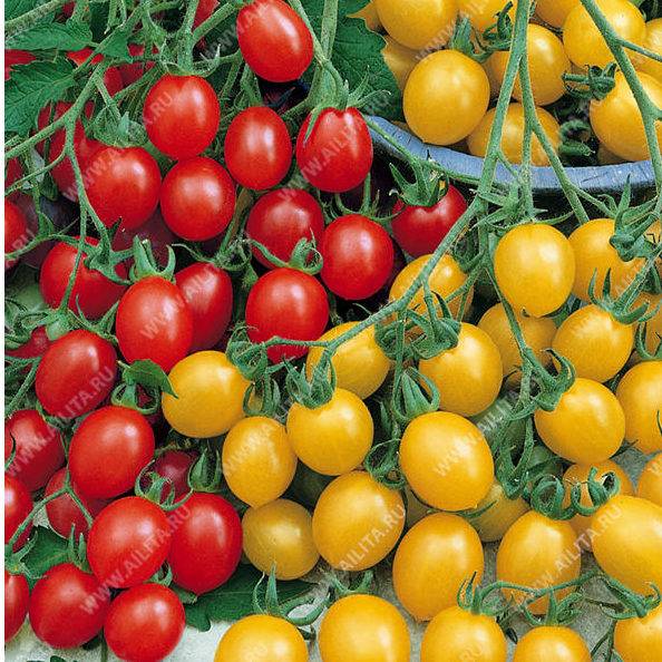 Ампельные томаты (фото) - выращивание и сорта