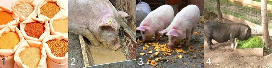 Можно ли давать свиньям сырой картофель и как правильно