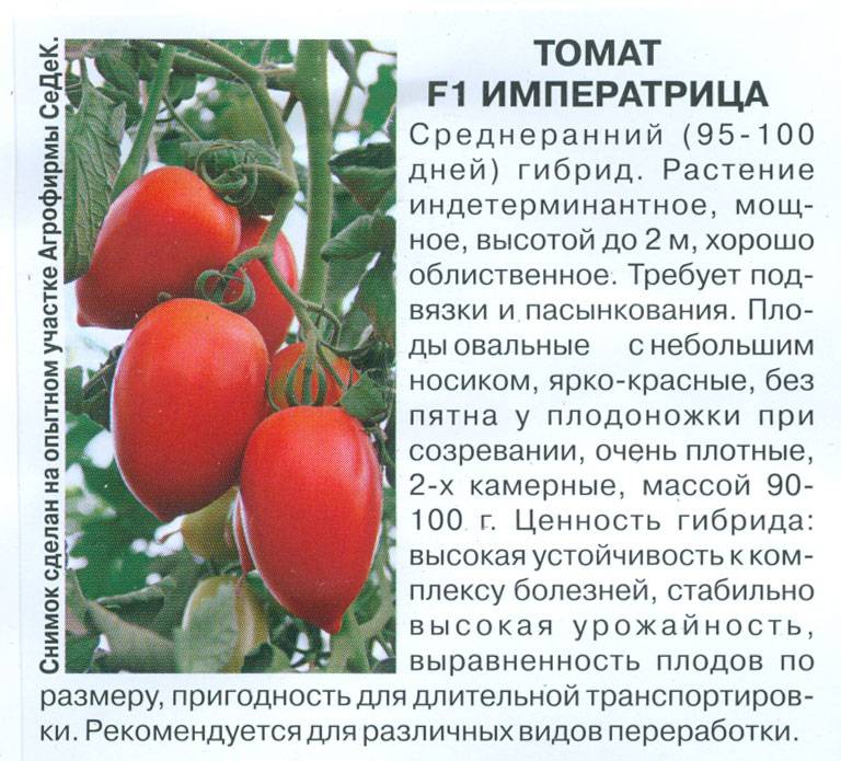 Характеристика и описание сорта томата скорпион, его урожайность