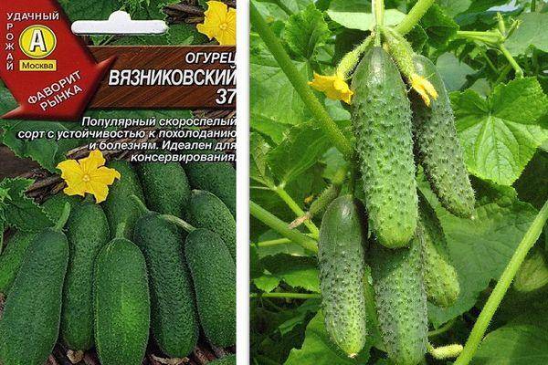 Описание сорта огурца Муромский, его характеристика и урожайность