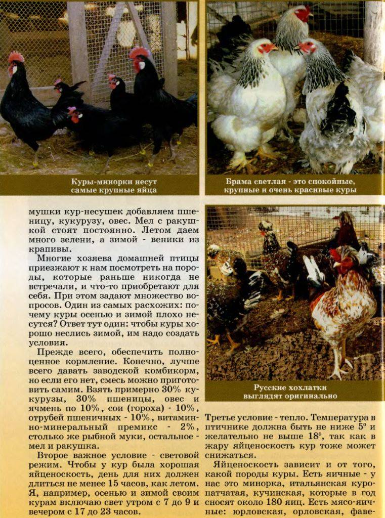 Выращивание русской белой породы кур в частном подворье