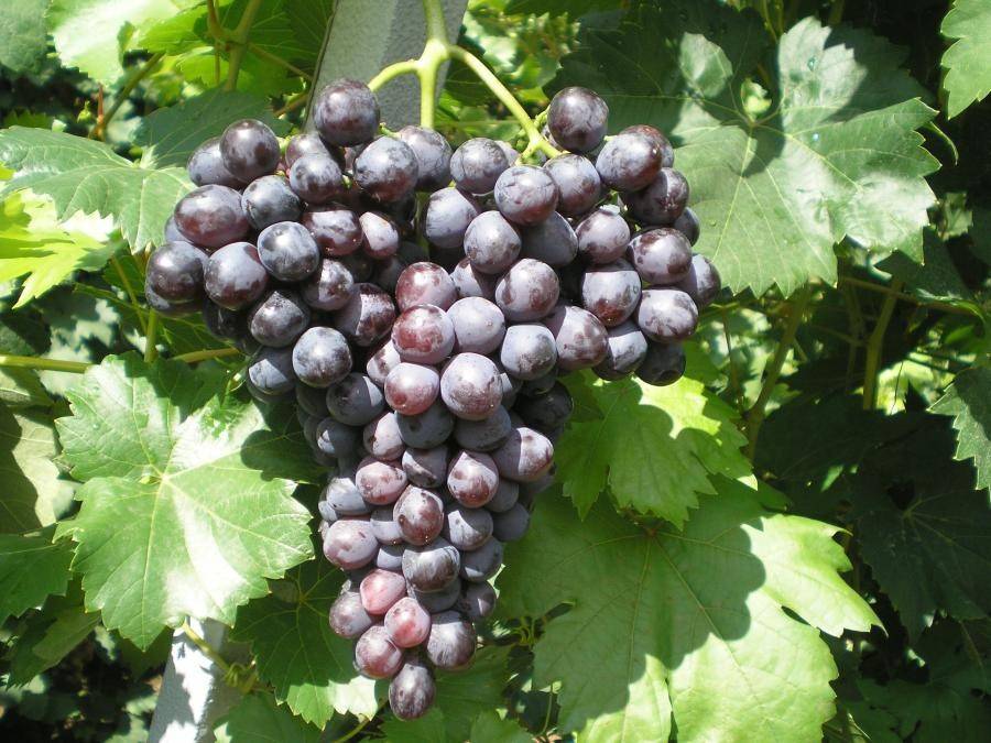 Описание и характеристики винограда сорта Краса Никополя, посадка и уход