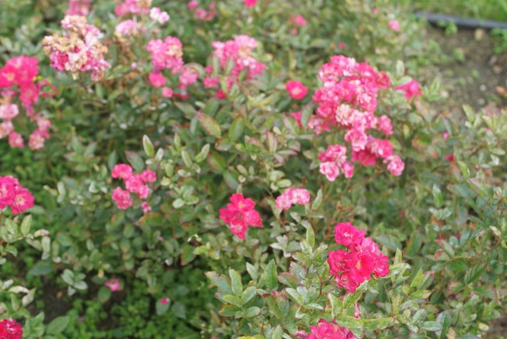 Полиантовая роза: описание, особенности ухода и выращивания, правила пересадки, фото