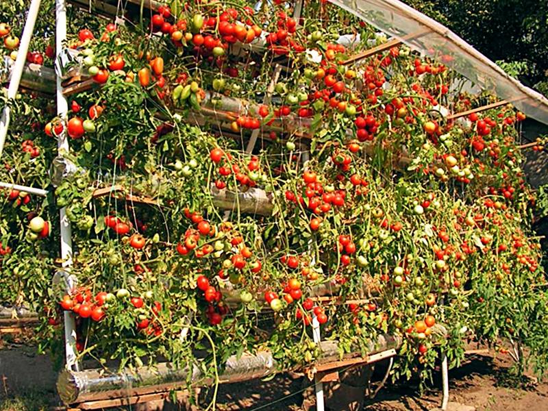 Китайский способ выращивания рассады томатов: технология метода с видео
