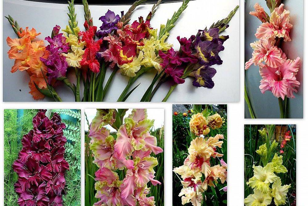 Гладиолус цветок. описание, особенности, виды и уход за гладиолусами