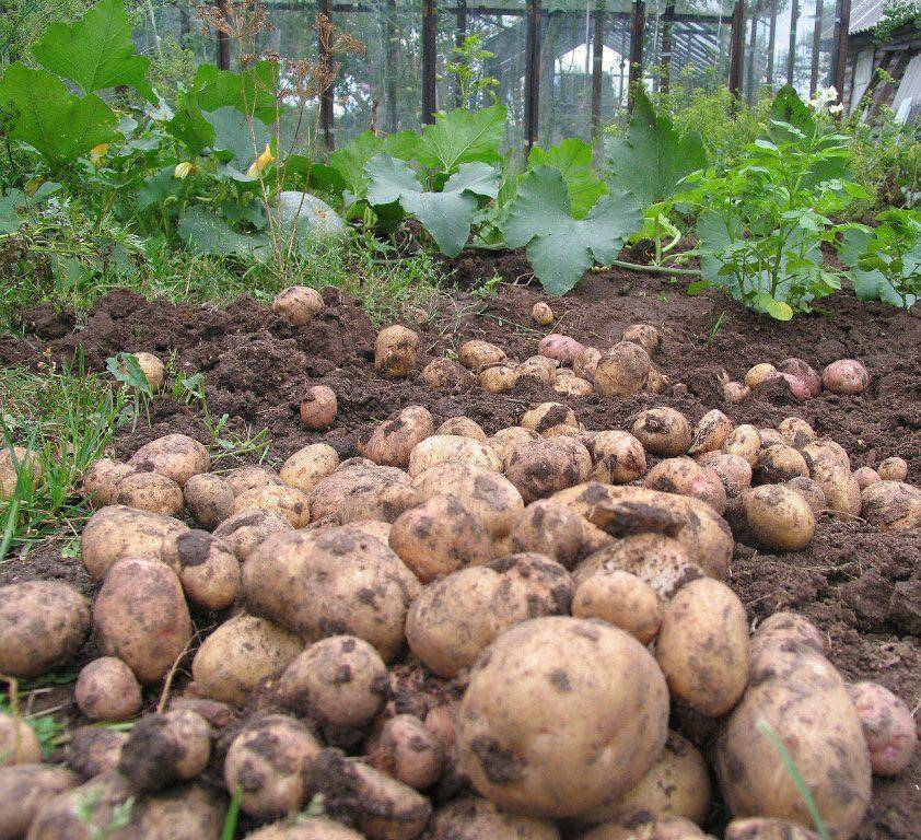 Картофель каратоп: описание сорта, фото, отзывы, урожайность, выращивание