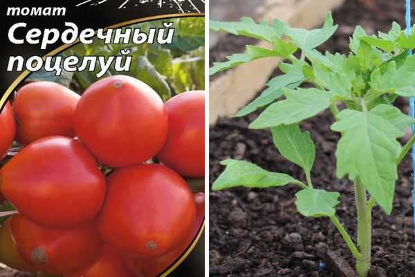Томат амурская заря: отзывы тех кто сажал и фото урожайности помидоров, характеристика и описание сорта