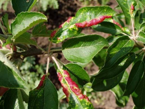 4 причины, почему скручиваются листья на плодовых деревьях и как с этим бороться